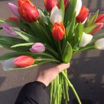 Купить оптом цветы Киев