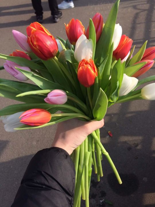 Тюльпаны оптом на 14 февраля и 8 марта