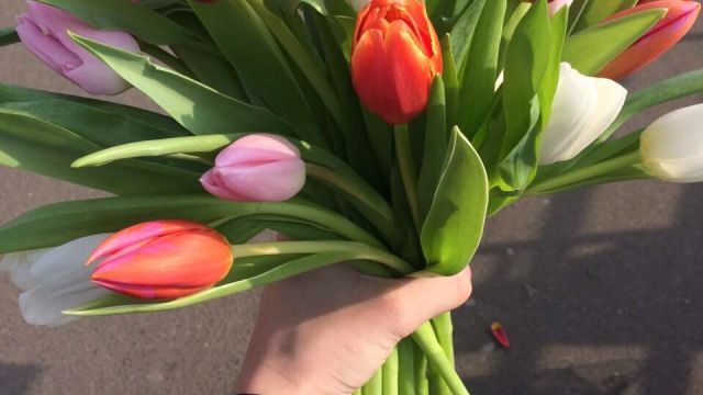 Тюльпаны оптом на 14 февраля и 8 марта